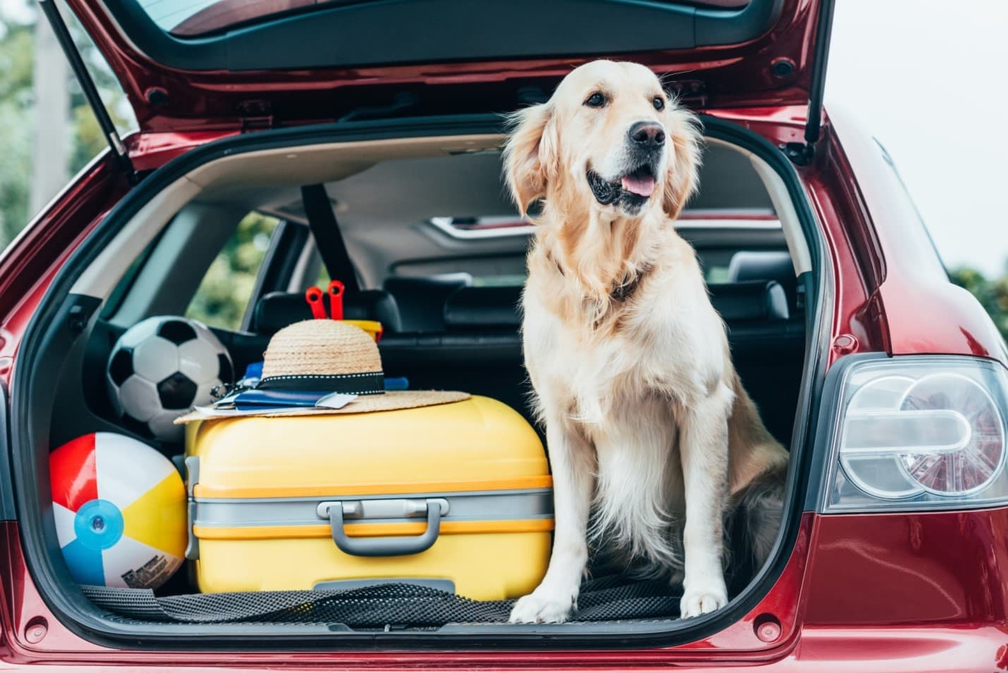 18 Helpful Tips to Remember When Traveling with Your Dogs