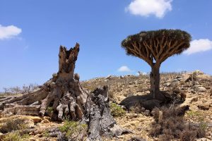 Tress in Socotra
