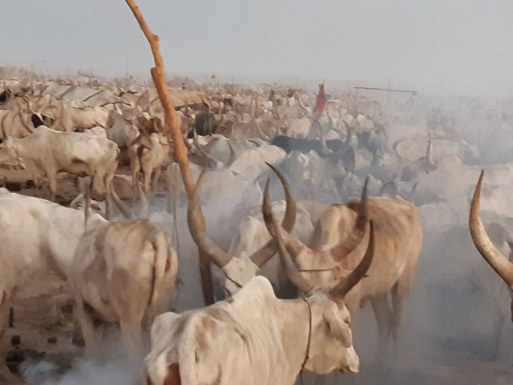 south sudan cattle - Youngest Countries in The World