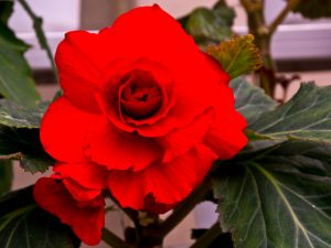 The Kimjongilia flower.