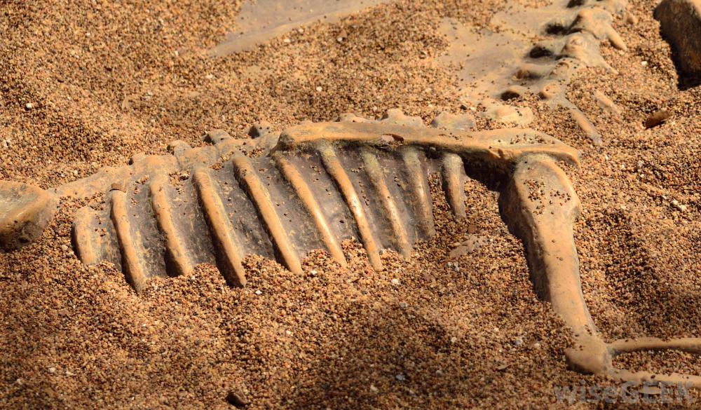 A dinosaur fossil unearthed in the Gobi Desert.