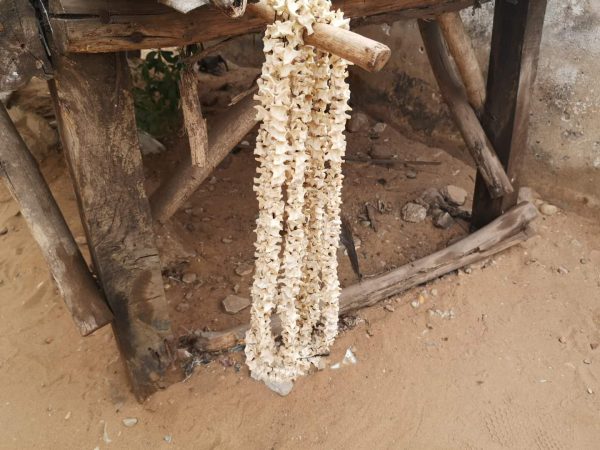 Anaconda spine, used as jewelery in Togo