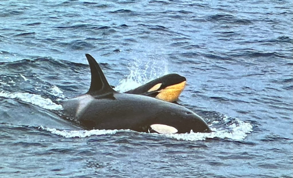 YPT Greenland Cruise