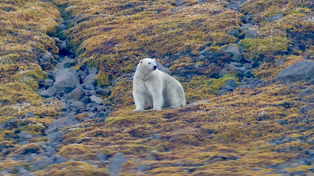 YPT Greenland Cruise