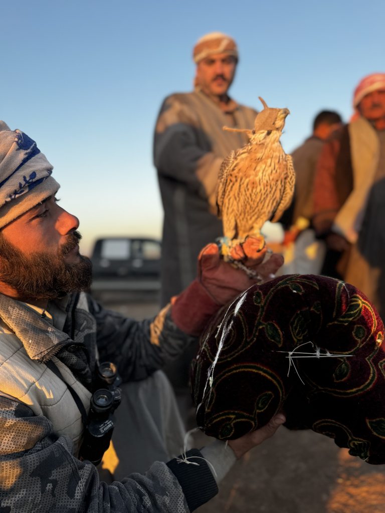 syrian falcon hunting
rojava